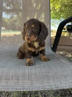 Gus, a male Miniature Dachshund for sale in Jewett, TX – 6 of 9
