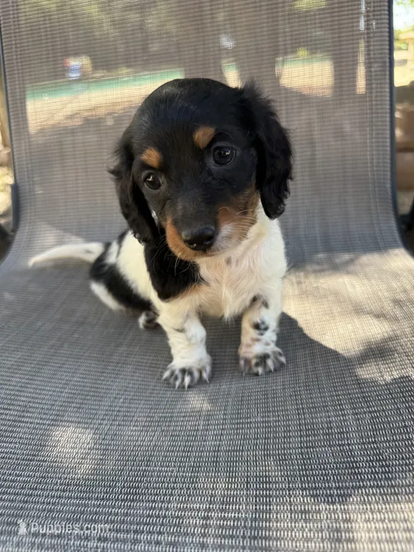 Molly  – Miniature Dachshund puppy for sale in Jewett, TX
