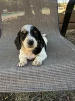 Koby , a male Miniature Dachshund for sale in Jewett, TX – 4 of 7