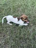 Marley , a female Miniature Dachshund for sale in Jewett, TX – 3 of 10