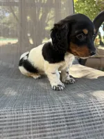 Molly , a female Miniature Dachshund for sale in Jewett, TX – 2 of 10