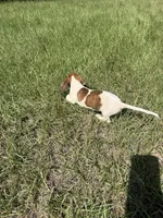 Marley , a female Miniature Dachshund for sale in Jewett, TX – 10 of 10
