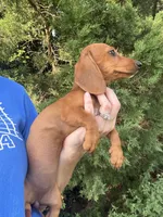 Reba , a female Miniature Dachshund for sale in Jewett, TX – 2 of 4