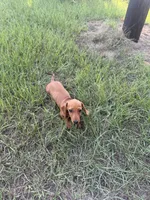 Reba , a female Miniature Dachshund for sale in Jewett, TX – 3 of 4