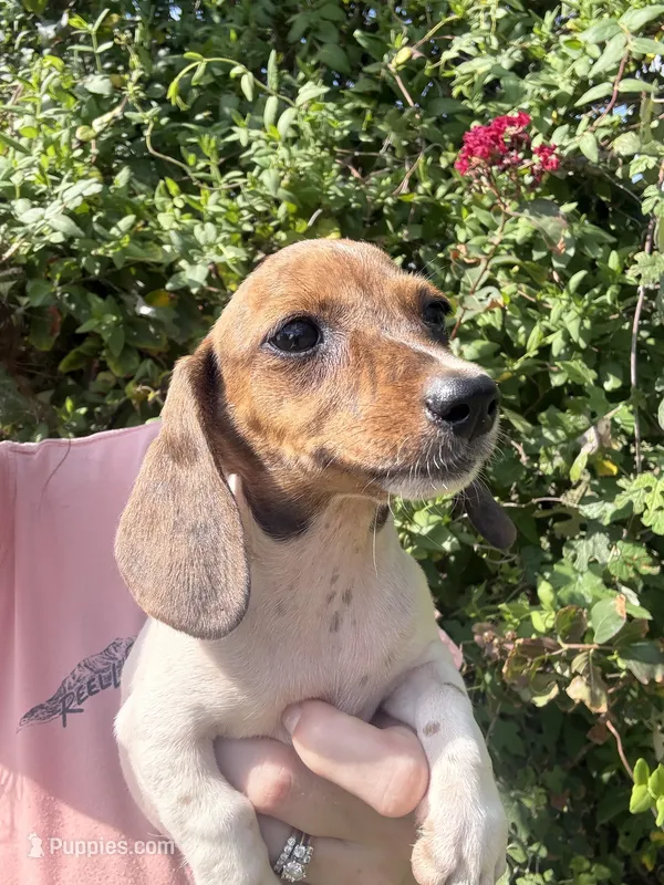 Marley  – Miniature Dachshund puppy for sale in Jewett, TX
