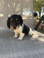Molly , a female Miniature Dachshund for sale in Jewett, TX – 10 of 10