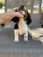 Molly , a female Miniature Dachshund for sale in Jewett, TX – 8 of 10