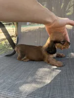Duke, a male Miniature Dachshund for sale in Jewett, TX – 3 of 7