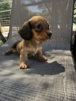 Duke, a male Miniature Dachshund for sale in Jewett, TX – 2 of 7