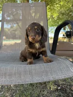 Gus, a male Miniature Dachshund for sale in Jewett, TX – 8 of 9