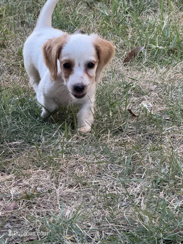 Max – Miniature Dachshund puppy for sale in Jewett, TX