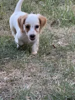 Max, a male Miniature Dachshund for sale in Jewett, TX – 1 of 4