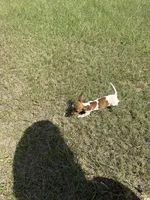 Marley , a female Miniature Dachshund for sale in Jewett, TX – 9 of 10