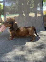 Twiggy , a female Miniature Dachshund for sale in Jewett, TX – 4 of 7