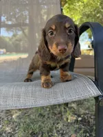 Gus, a male Miniature Dachshund for sale in Jewett, TX – 7 of 9