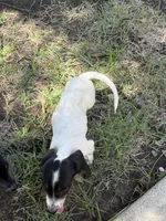 Gunner , a male Miniature Dachshund for sale in Jewett, TX – 3 of 4