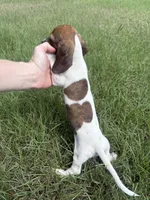 Marley , a female Miniature Dachshund for sale in Jewett, TX – 6 of 10