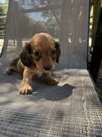 Duke, a male Miniature Dachshund for sale in Jewett, TX – 6 of 7