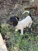 Sadie, a female Miniature Dachshund for sale in Jewett, TX – 2 of 3
