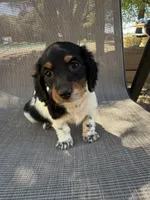 Molly , a female Miniature Dachshund for sale in Jewett, TX – 3 of 10