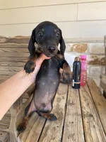 Rambo, a male Miniature Dachshund for sale in Jewett, TX – 4 of 5