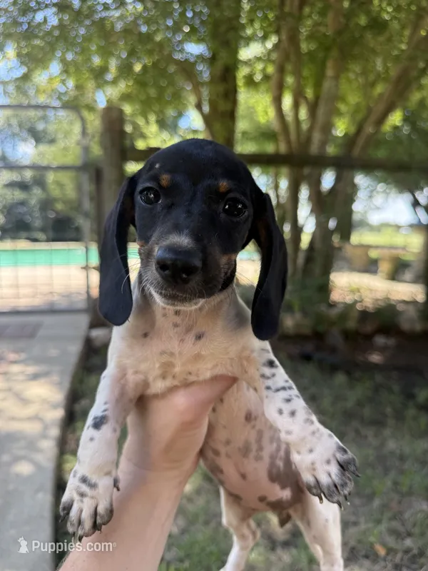 Sadie – Miniature Dachshund puppy for sale in Jewett, TX