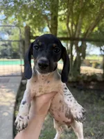 Sadie, a female Miniature Dachshund for sale in Jewett, TX – 1 of 3