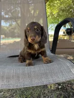 Gus, a male Miniature Dachshund for sale in Jewett, TX – 2 of 9