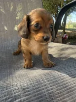 Twiggy , a female Miniature Dachshund for sale in Jewett, TX – 7 of 7