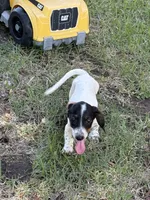 Gunner , a male Miniature Dachshund for sale in Jewett, TX – 2 of 4