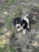 Gunner , a male Miniature Dachshund for sale in Jewett, TX – 4 of 4