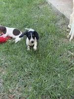 Bruno , a male Miniature Dachshund for sale in Jewett, TX – 2 of 4