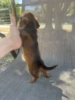 Twiggy , a female Miniature Dachshund for sale in Jewett, TX – 6 of 7
