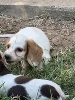 Max, a male Miniature Dachshund for sale in Jewett, TX – 3 of 4