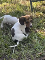 Millie, a female Miniature Dachshund for sale in Jewett, TX – 5 of 6