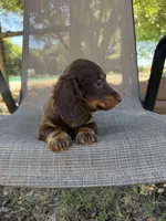 Gus, a male Miniature Dachshund for sale in Jewett, TX – 4 of 9
