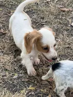 Max, a male Miniature Dachshund for sale in Jewett, TX – 2 of 4
