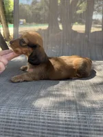 Duke, a male Miniature Dachshund for sale in Jewett, TX – 5 of 7