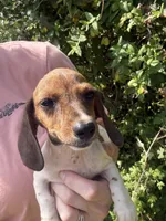 Marley , a female Miniature Dachshund for sale in Jewett, TX – 2 of 10