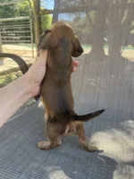 Duke, a male Miniature Dachshund for sale in Jewett, TX – 4 of 7