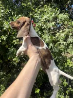 Marley , a female Miniature Dachshund for sale in Jewett, TX – 7 of 10