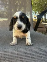 Koby , a male Miniature Dachshund for sale in Jewett, TX – 2 of 7