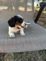 Koby , a male Miniature Dachshund for sale in Jewett, TX – 5 of 7