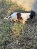 Daisy , a female Miniature Dachshund for sale in Jewett, TX – 4 of 5