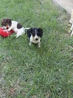 Bruno , a male Miniature Dachshund for sale in Jewett, TX – 4 of 4