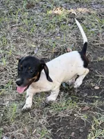 Sadie, a female Miniature Dachshund for sale in Jewett, TX – 3 of 3