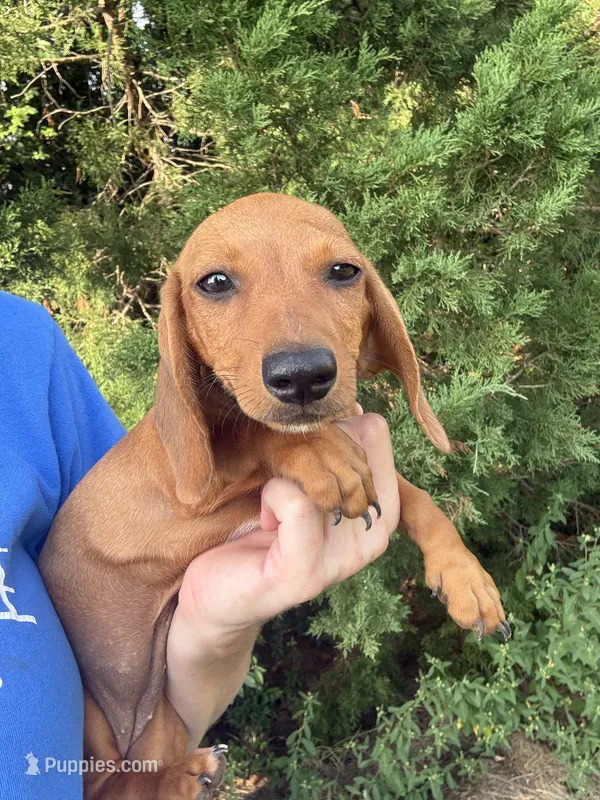 Reba  – Miniature Dachshund puppy for sale in Jewett, TX