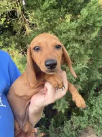 Reba , a female Miniature Dachshund for sale in Jewett, TX – 1 of 4