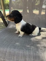 Molly , a female Miniature Dachshund for sale in Jewett, TX – 9 of 10