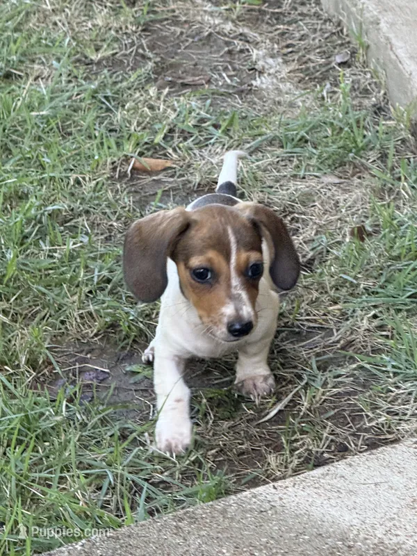 Millie – Miniature Dachshund puppy for sale in Jewett, TX